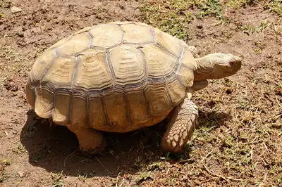 Tortoise Island
